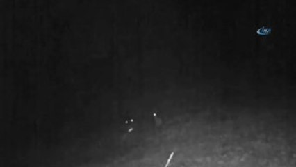 Doğu Karadeniz'de Yaban Hayatı Fotokapanla İzleniyor