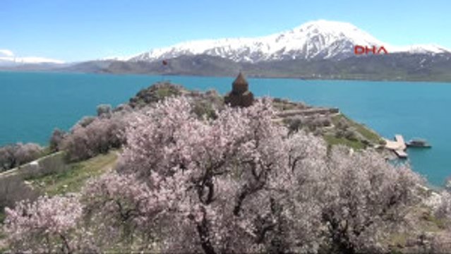 Van Tarihi Akdamar Adası Çiçeklerle Süslendi