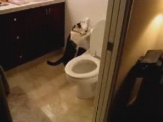 Chat qui tire la chasse