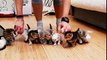 10 petits chatons.. La vidéo CUTE de votre journée!