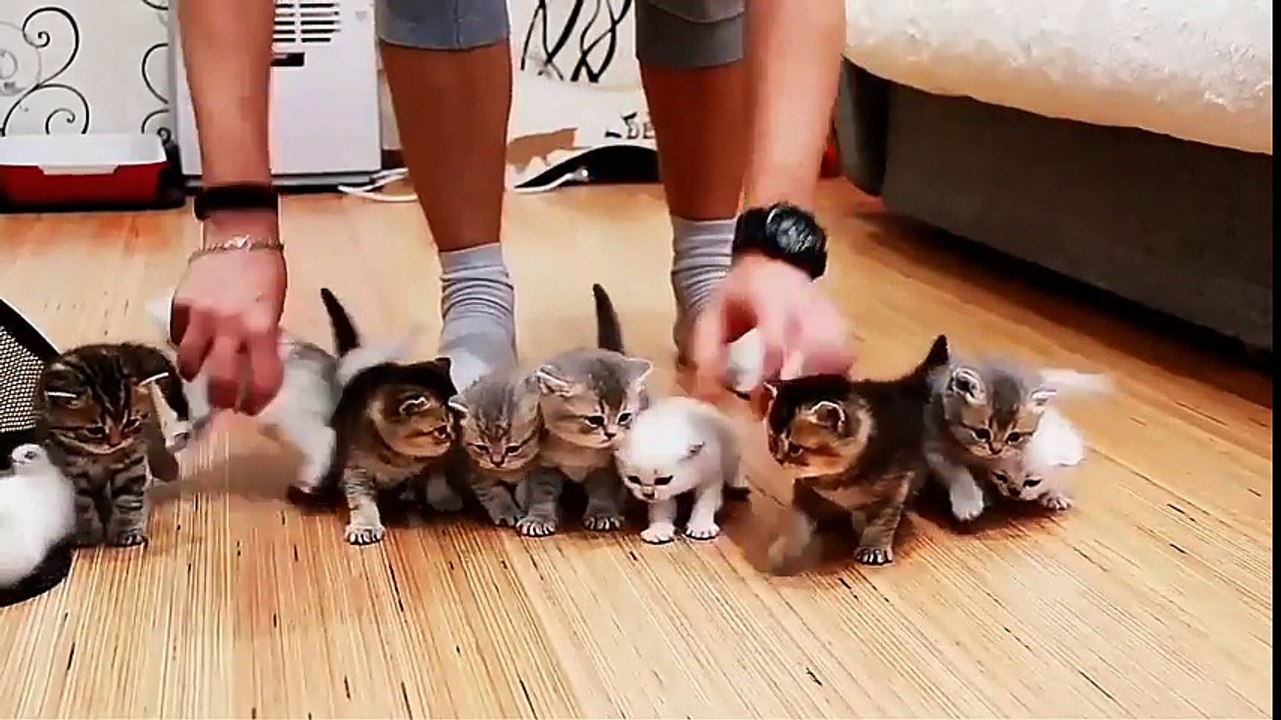 10 petits chatons.. La vidéo CUTE de votre journée!