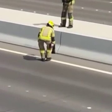 Des pompiers interviennent pour sauver un chaton coincé sur l'autoroute... Chaud