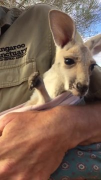 Ce bébé kangourou aime tellement etre dans les bras de son papa