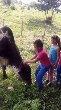 5 gamins escaladent une vache docile.. Ahaha