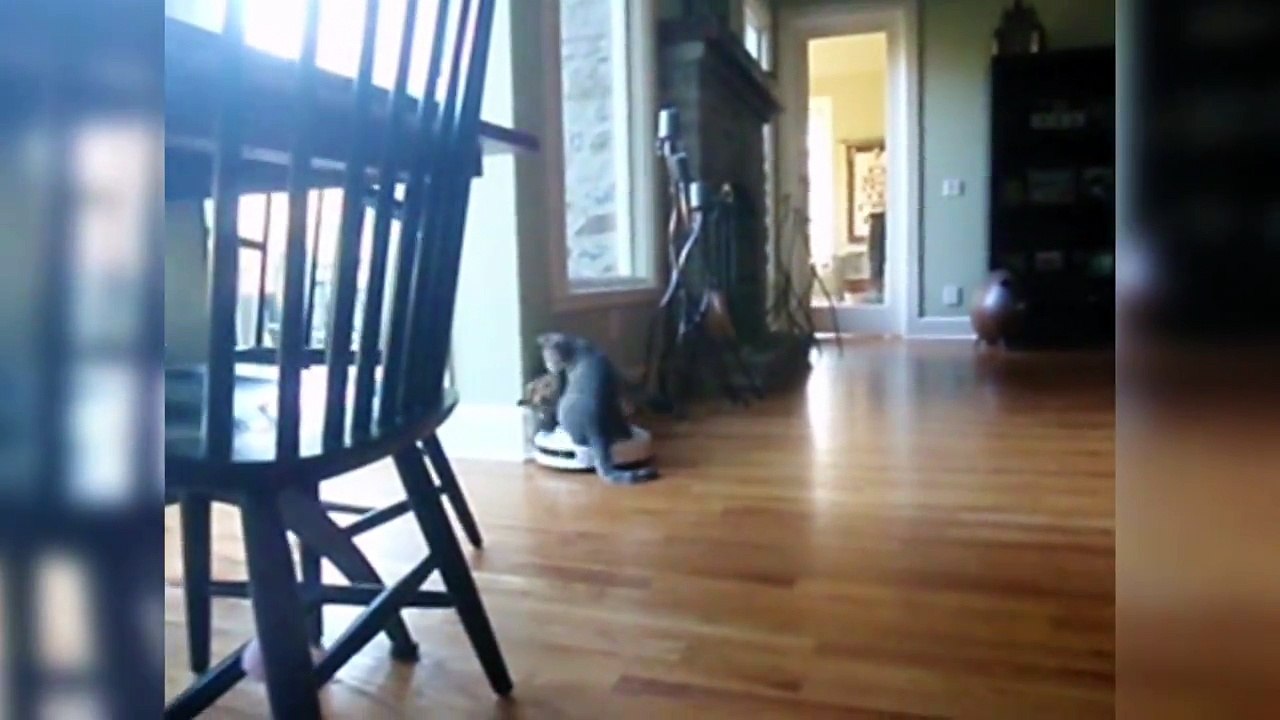 Animaux VS Roomba! Compilation