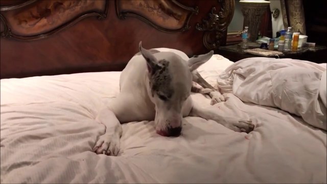 Impossible de bouger ce chien enorme du lit... C'est lui le boss!