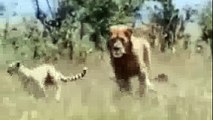 Dangerous | Nature Documentary | Animal Attack | Tiger Attack | Lions Vs Giraffe | African