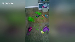 Guilty dog is sent to time out after making a mess in owner's house