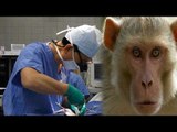 Monkey head transplant done first time in history, surgeon claims successful