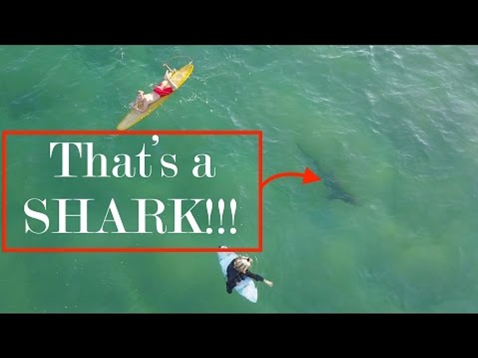 Surfers Oblivious, as Shark Lurks Below