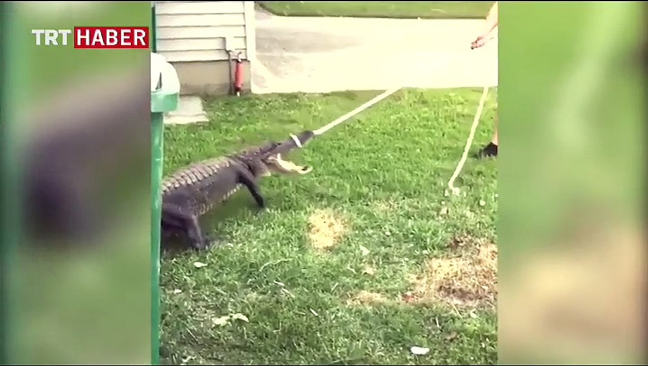 Timsaha kelepçe takan ekipler