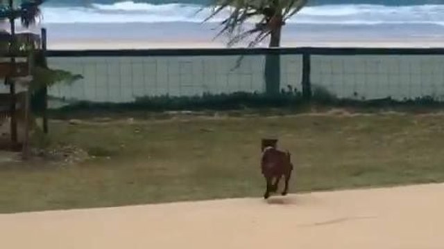 Un chien excité saute une barrière pour aller à la plage