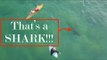Surfers Oblivious, as Shark Lurks Below