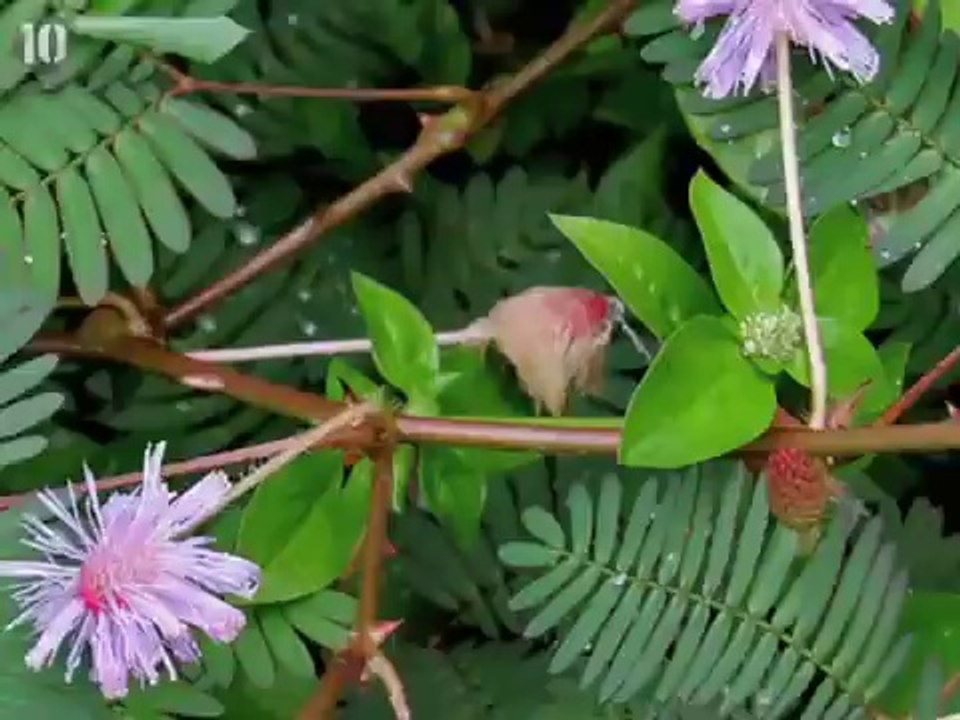 10 Amazing Plants