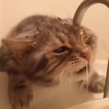 Un chat pas très doué...