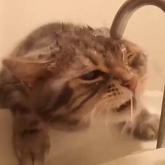 Un chat pas très doué...