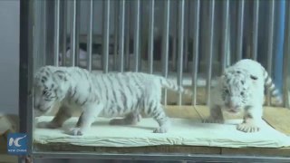 So cute! Rare white twin tiger cubs growing strong in Chinese zoo