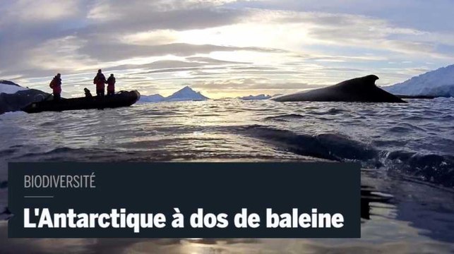Biodiversité : l'Antarctique vu du dos d'une baleine