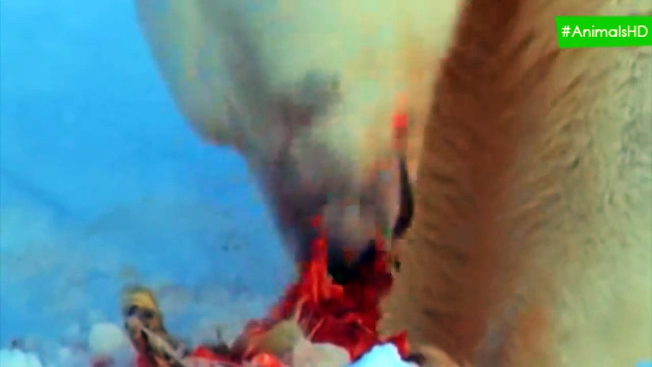 Polar Bear Vs Walrus, Seal - Wild Animal Attacks  Wild animals fight to death