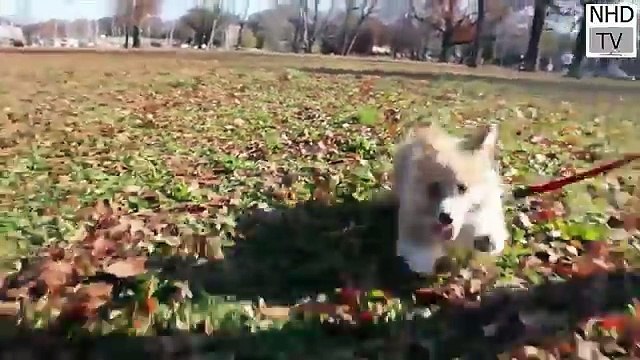Cutes dogs _ Cutest dog in the world _ Cute dogs clips 2017