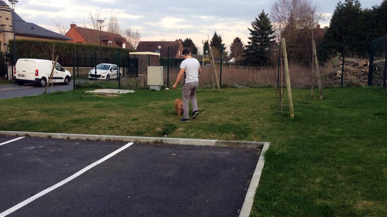 Mister Igor Tan'rei bulls apprend la tenue de place (4 mois et demi)
