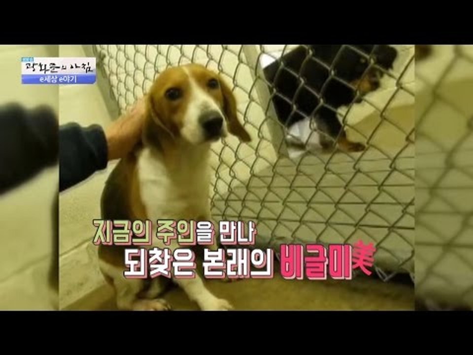 내 비글미를 되찾아주세요 [광화문의 아침] 347회 20161031