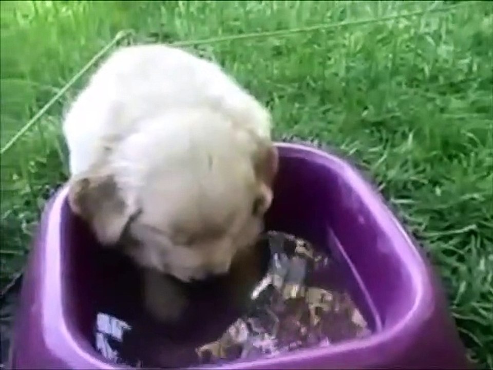 Funny Sleepy Animals!!