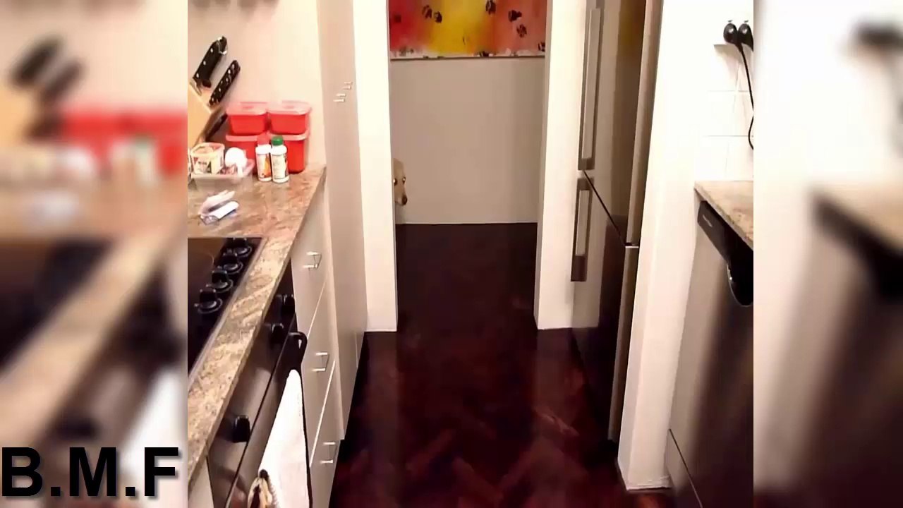 Reações De Cães Culpados | Compilação Funny Guilty Dogs