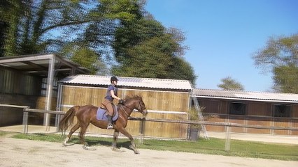CHILKA DU CLOS BAUDRAN, détente au galop
