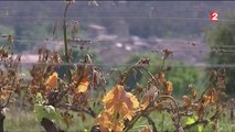 Gel : de lourds dégâts pour les viticulteurs