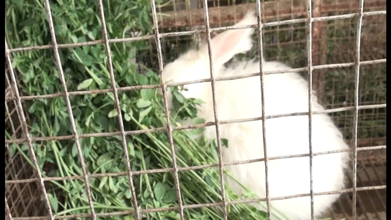 Angora Rabit