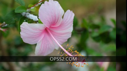 HIBISCUS 오피쓰 분당건마 분당오피 OPSS2.COM