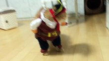 O Gato pirata mais fofo da internet!
