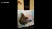 This pug and cat really love each other