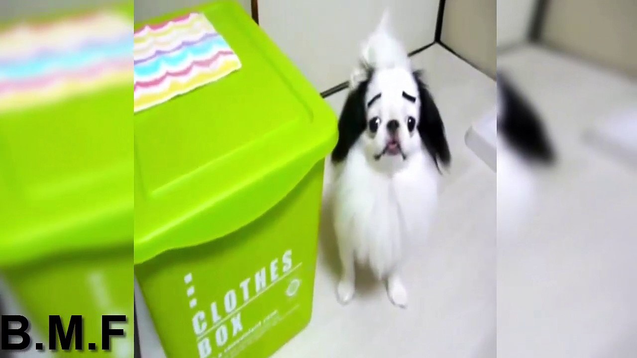 Cães engraçados com falsas sobrancelhas