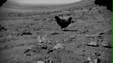 火星の生物 LEAKED real uncut NASA footage by Curiosity rover displaying life form on mars clear evidence)