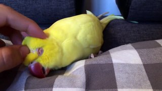 Sleepy parrot demands to be cuddled