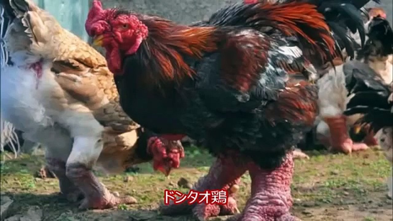 【閲覧注意】地球上に存在する信じられない生物 様々な信じられない生き物の画像 不気味で怖い変な深海生物まとめ