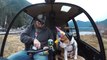 Helicopter Pilot Takes His Bulldog On Helicopter Ride For His Birthday