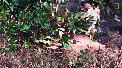 A mother leopard fearlessly squares off against giant rock python