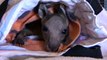 Orphan Joey Rescued from Mom's Pouch After Being Hit by Car
