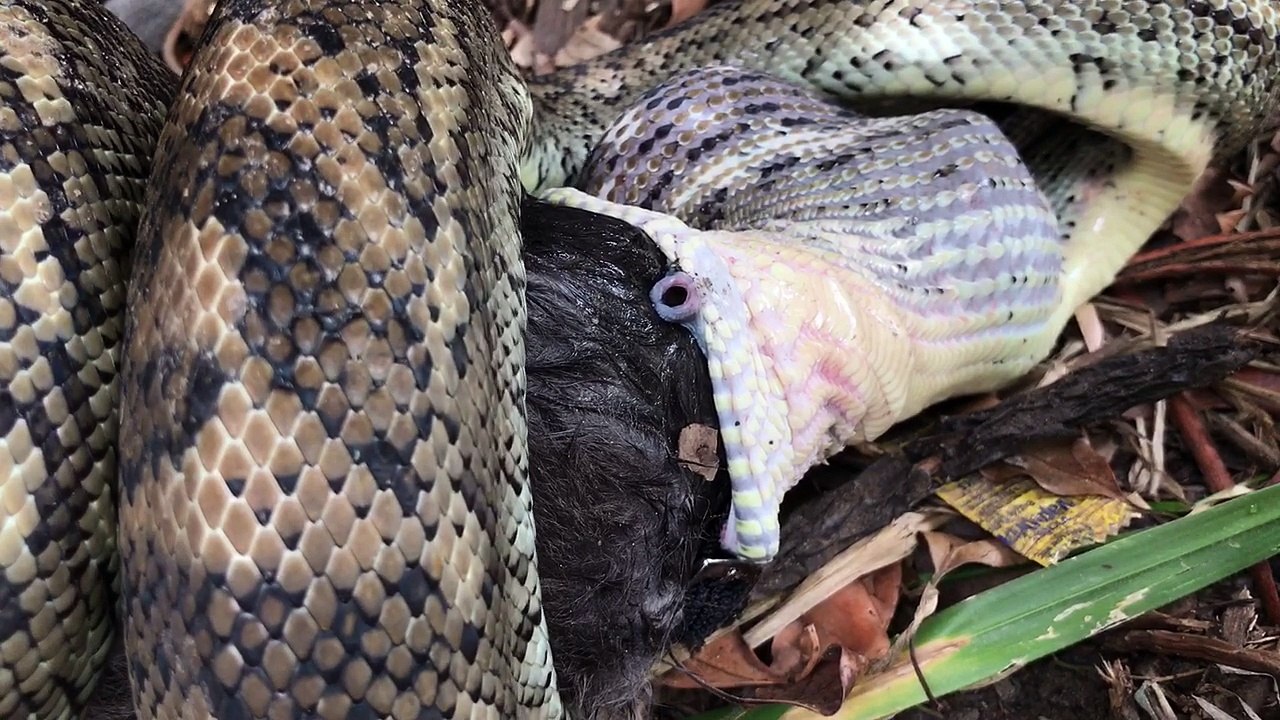 A Carpet Python's Dinner