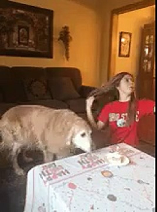 Dog-birthday-gone-terribly-wrong-birthday-dog-was-not-harmed-in-the-making-of-this-gif