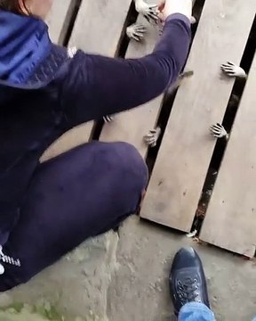 Da sotto una passerella spuntano decine di zampette che vogliono qualcosa. Ecco cosa sono: