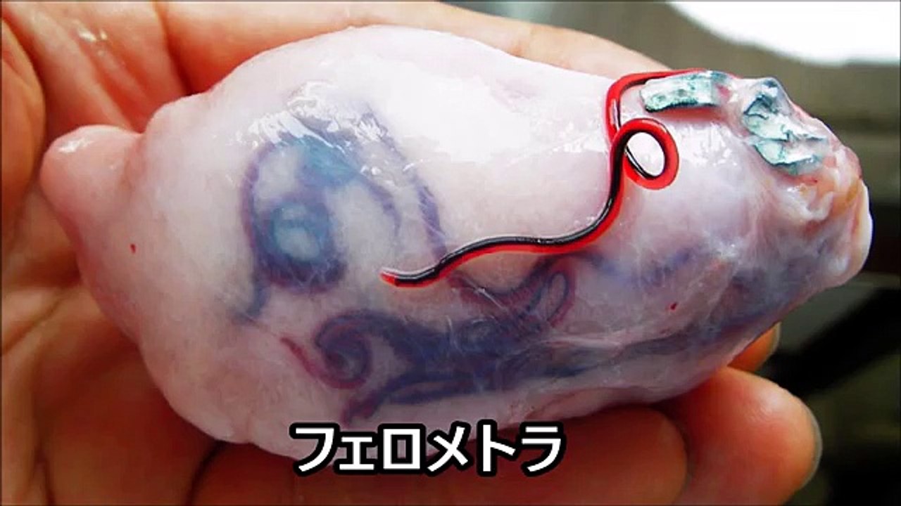 身の毛もよだつ！恐ろしい寄生虫 トップ10。嘘のように見えて実は本当に存在する 【閲覧注意】