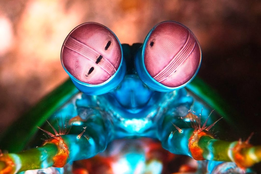 Top animais selvagens #593A, Animais selvagens atacando, Animals, Confrontos animais, Serpentes atacando animais e human