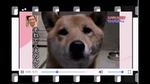 スペインでも秋田犬は 忠犬だった！ 帰宅を拒み病院の前で 一心に飼い主を6日間 待ち続けた犬【海外の反応】海外賢すぎる【感動】