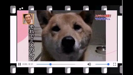 スペインでも秋田犬は 忠犬だった！ 帰宅を拒み病院の前で 一心に飼い主を6日間 待ち続けた犬【海外の反応】海外賢すぎる【感動】