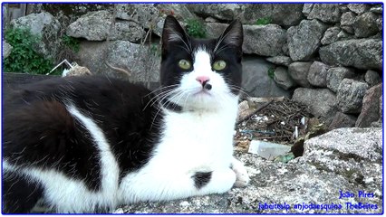 Sortelha de Muralhas e Castelo a 19-3-2017