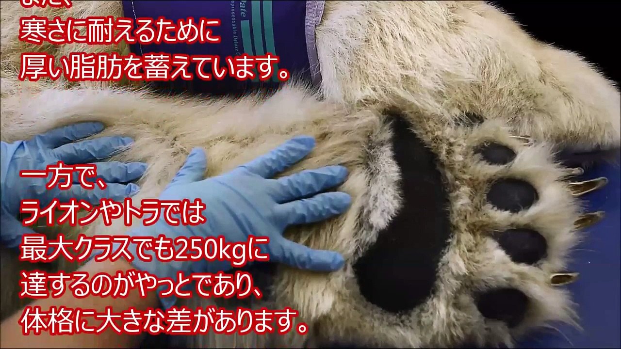 衝撃 閲覧注意 肉食動物陸上最強 ホッキョクグマvsヒグマvsライオンvsトラ 猛獣クマの驚愕の恐怖 パワーの解説 Video Dailymotion